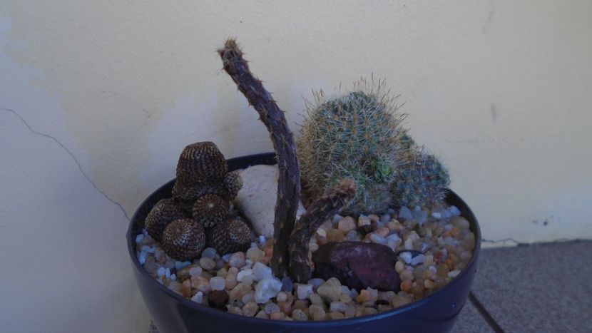 Grup de 3 cactusi - Cactusi 2021 bis
