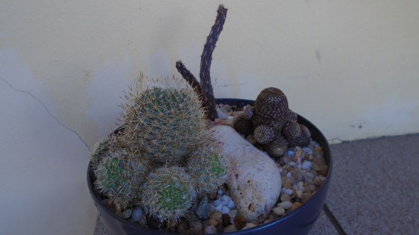 Grup de 3 cactusi - Cactusi 2021 bis