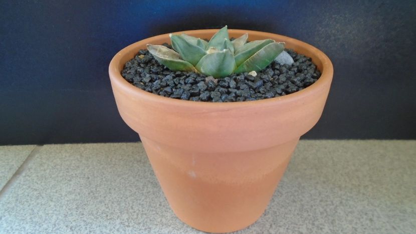 Ariocarpus retusus ssp. panarottoy - Cactusi 2021 bis