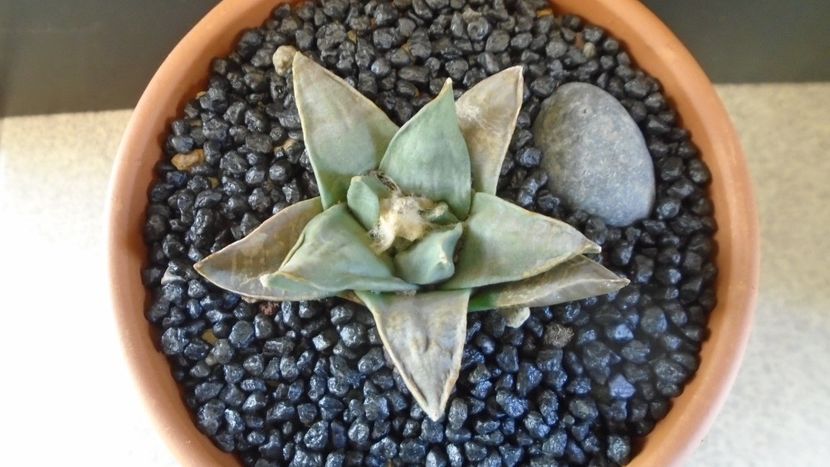 Ariocarpus retusus ssp. panarottoy - Cactusi 2021 bis