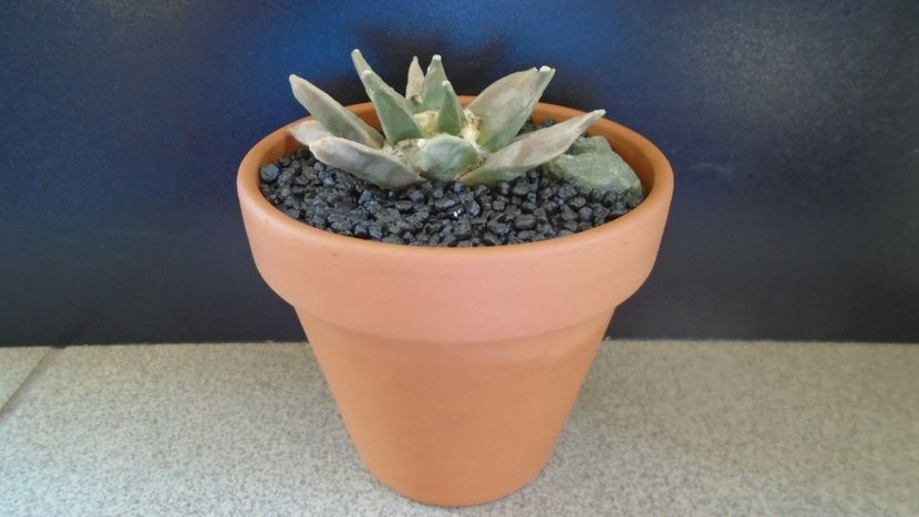 Ariocarpus retusus - Cactusi 2021 bis