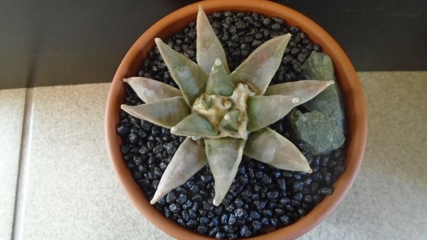 Ariocarpus retusus - Cactusi 2021 bis