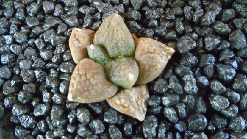 Ariocarpus fissuratus - Cactusi 2021 bis