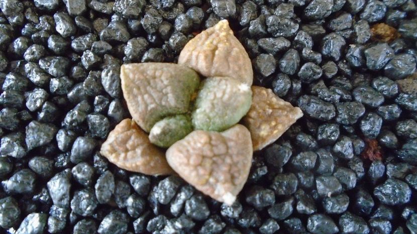Ariocarpus fissuratus - Cactusi 2021 bis