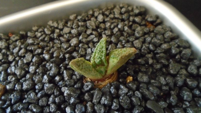 Ariocarpus bravoanus ssp. hintonii - Cactusi 2021 bis