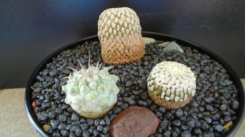 Grup de 3 cactusi - Cactusi 2021 bis