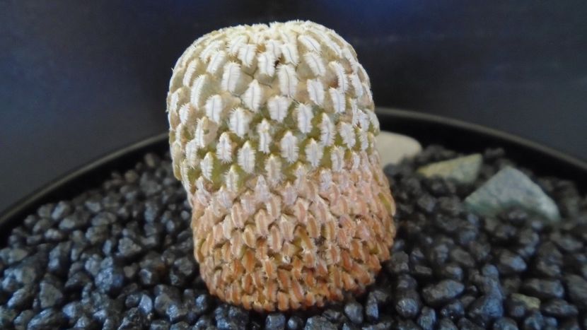 Turbinicarpus pseudopectinatus - Cactusi 2021 bis