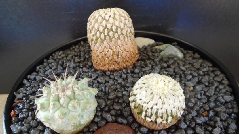 Grup de 3 cactusi - Cactusi 2021 bis