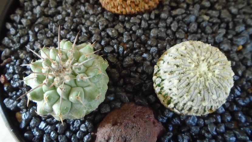 Turbinicarpus pseudopectinatus & Strombocactus corregidorae - Cactusi 2021 bis