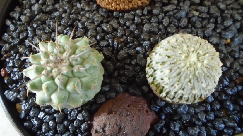 Turbinicarpus pseudopectinatus & Strombocactus corregidorae - Cactusi 2021 bis