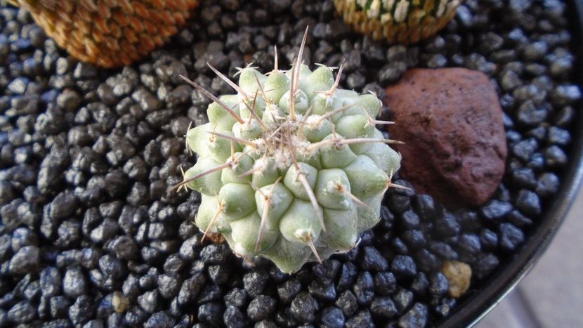 Strombocactus corregidorae - Cactusi 2021 bis