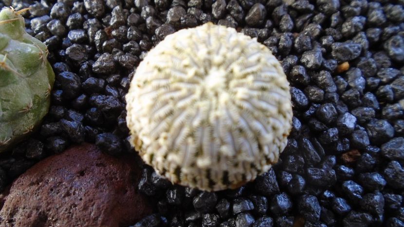 Turbinicarpus pseudopectinatus - Cactusi 2021 bis