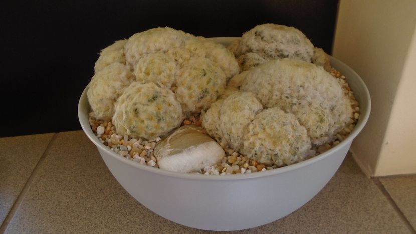 Grup de 3 Mammillaria plumosa - Cactusi 2021 bis