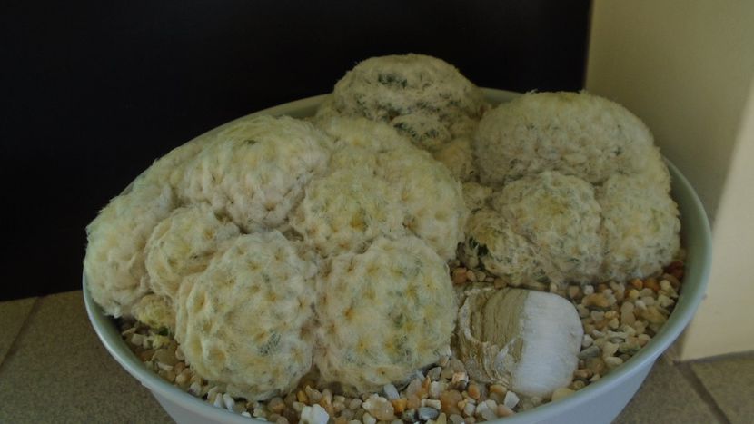 Grup de 3 Mammillaria plumosa - Cactusi 2021 bis