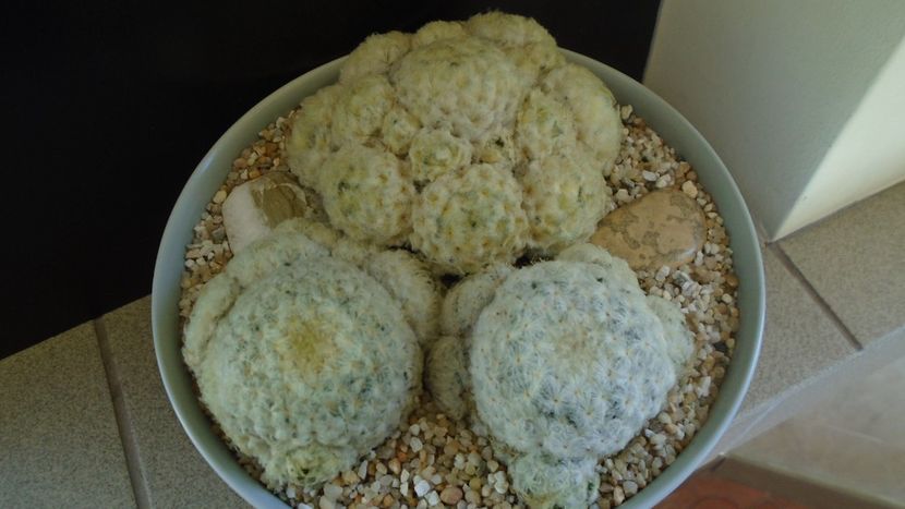 Grup de 3 Mammillaria plumosa - Cactusi 2021 bis