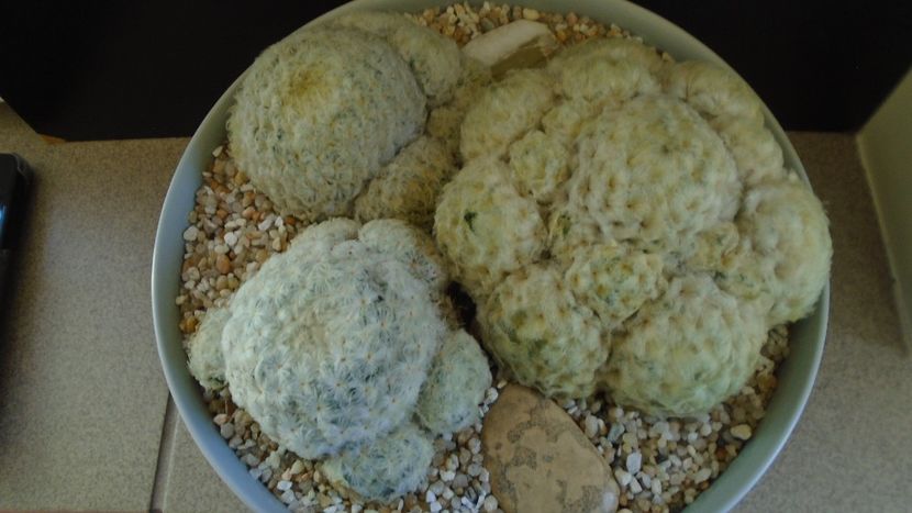 Grup de 3 Mammillaria plumosa - Cactusi 2021 bis