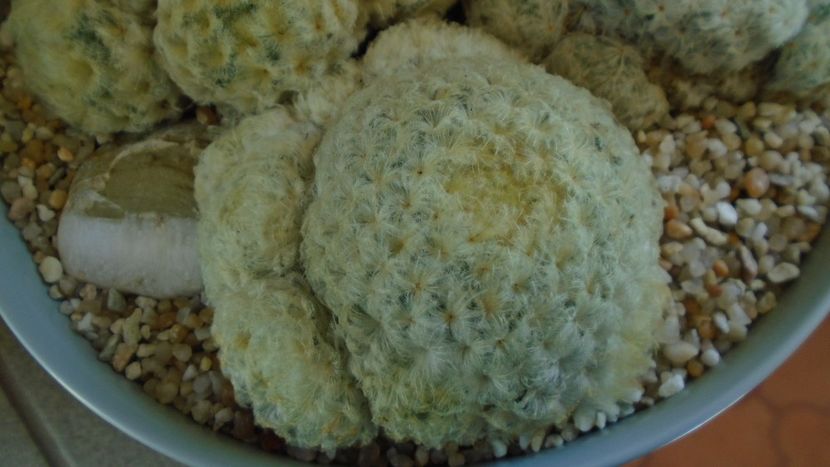 Mammillaria plumosa v. roseiflora - Cactusi 2021 bis