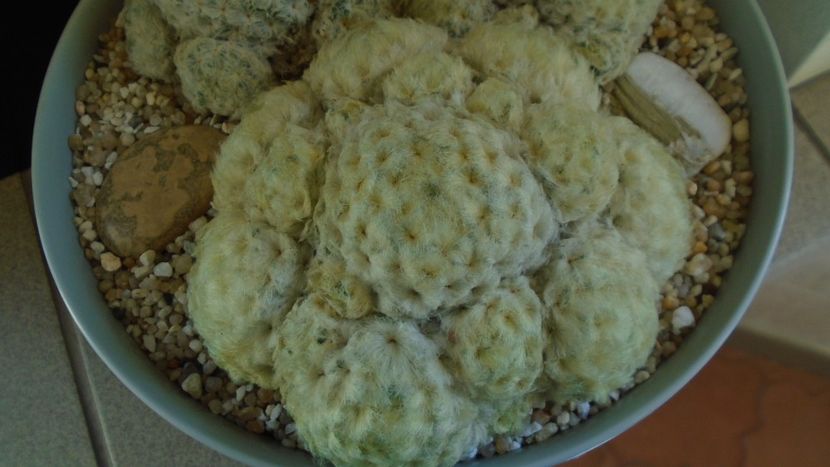 Mammillaria plumosa - Cactusi 2021 bis
