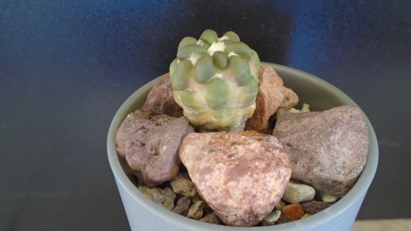 Cintia knizei, Chuquisaca, Bolivia - Cactusi 2021 bis