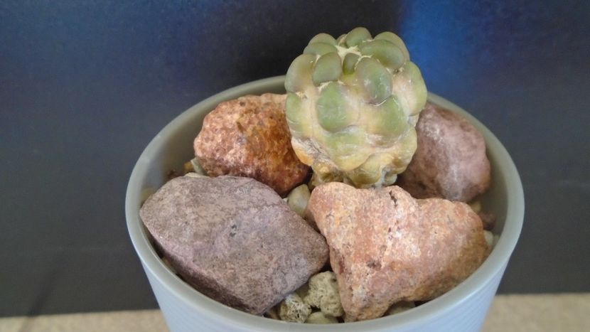 Cintia knizei, Chuquisaca, Bolivia - Cactusi 2021 bis