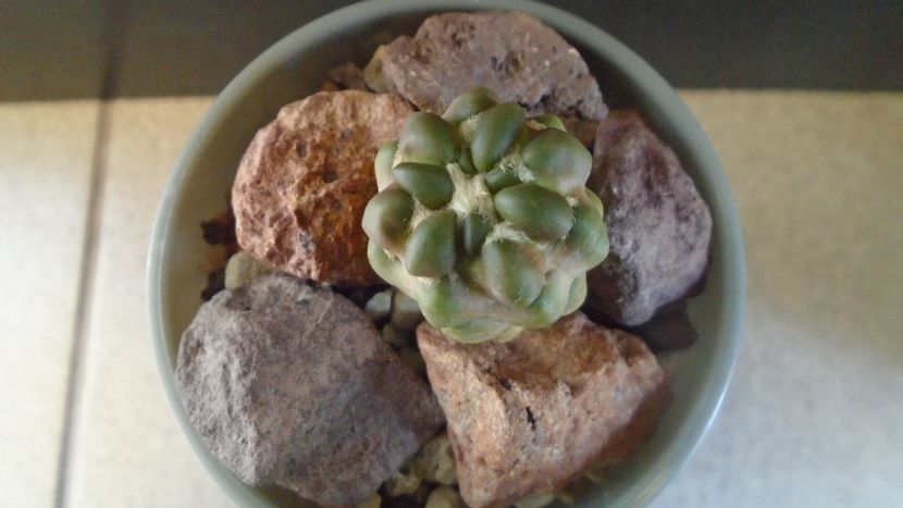 Cintia knizei, Chuquisaca, Bolivia - Cactusi 2021 bis