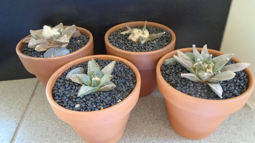 Ariocarpus - Cactusi 2021 bis