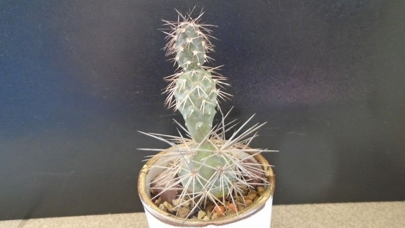 Tephrocactus alexanderii - Cactusi 2021 bis