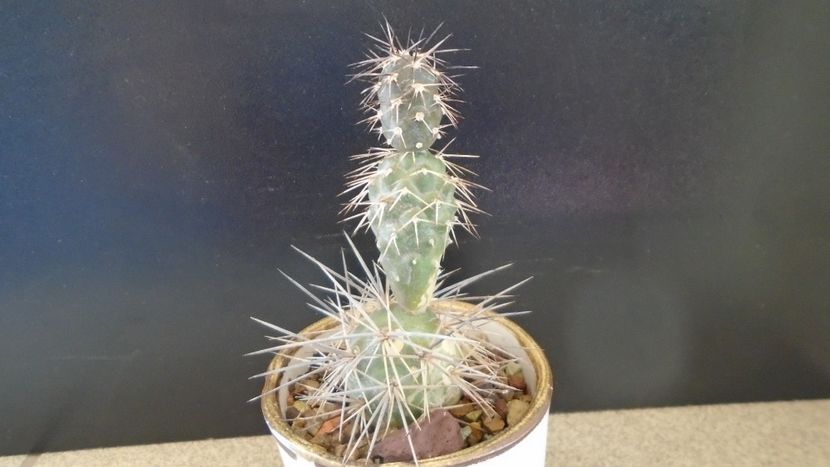 Tephrocactus alexanderii - Cactusi 2021 bis