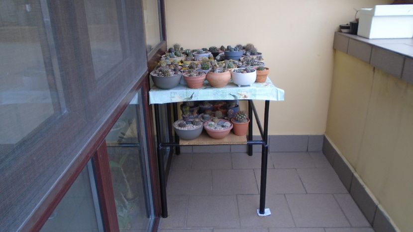 29 sept. 2021 - Cactusii mici afara dar la adapost - Cactusi 2021 bis