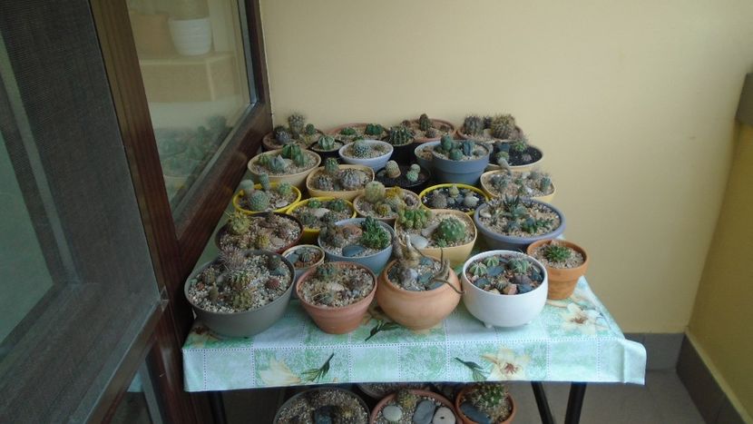 29 sept. 2021 - Cactusii mici afara dar la adapost - Cactusi 2021 bis