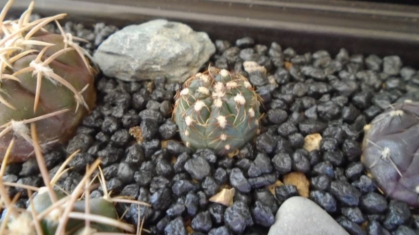 Gymnocalycium hyptiacanthum ssp. uruguayense - Cactusi 2021 Gymnocalycium