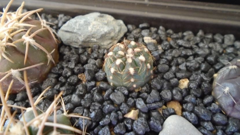 Gymnocalycium hyptiacanthum ssp. uruguayense - Cactusi 2021 Gymnocalycium