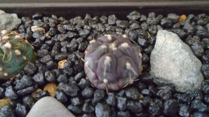 Gymnocalycium berchtii - Cactusi 2021 Gymnocalycium