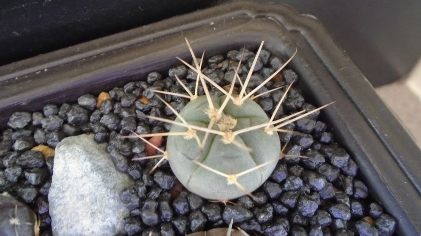 Gymnocalycium spegazzinii ssp. cardenasianum - Cactusi 2021 Gymnocalycium