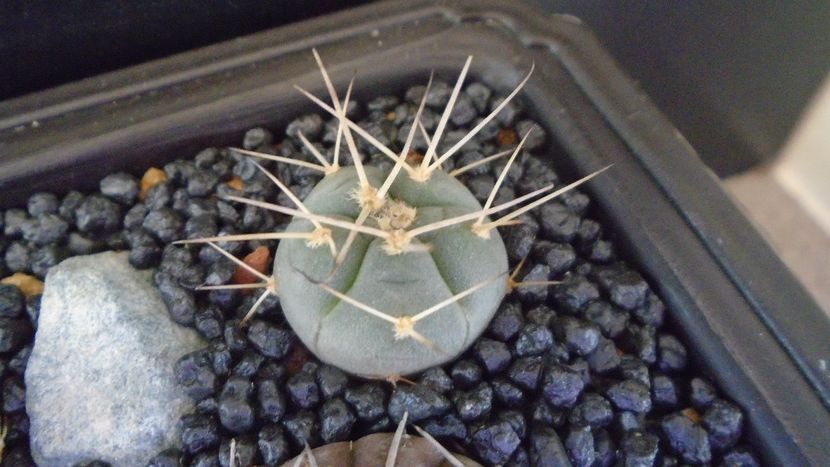 Gymnocalycium spegazzinii ssp. cardenasianum - Cactusi 2021 Gymnocalycium