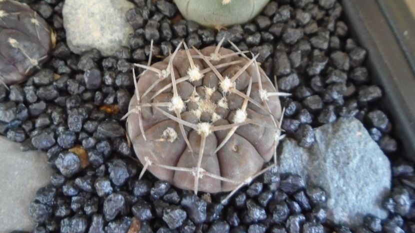 Gymnocalycium stellatum - Cactusi 2021 Gymnocalycium