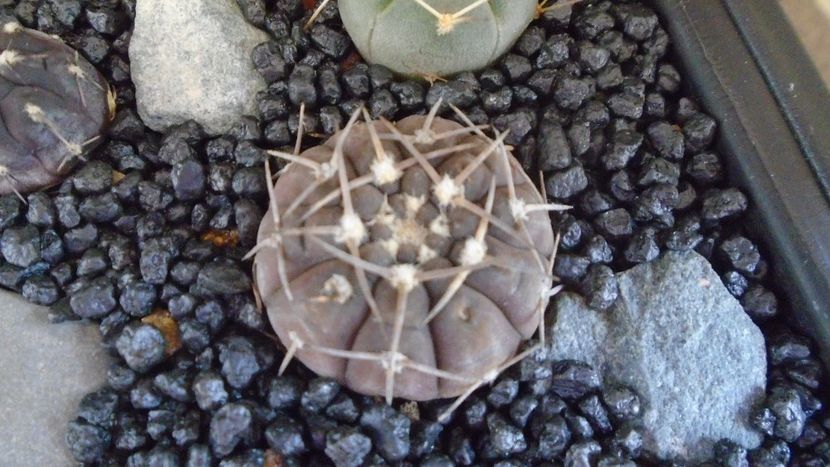 Gymnocalycium stellatum - Cactusi 2021 Gymnocalycium
