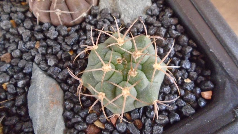 Gymnocalycium oenanthemum ssp. carminanthum - Cactusi 2021 Gymnocalycium