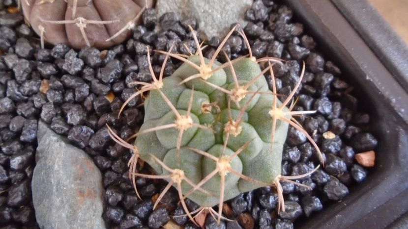 Gymnocalycium oenanthemum ssp. carminanthum - Cactusi 2021 Gymnocalycium
