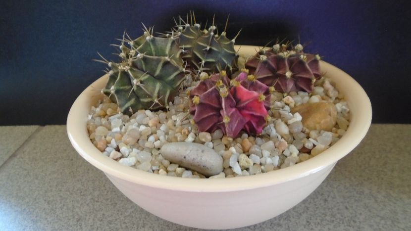 Grup de 4 Gymnocalycium friedrichii - Cactusi 2021 Gymnocalycium
