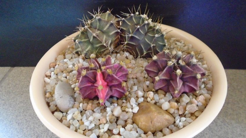 Grup de 4 Gymnocalycium friedrichii - Cactusi 2021 Gymnocalycium