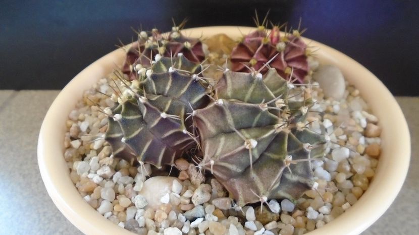 Gymnocalycium friedrichii bicefal - Cactusi 2021 Gymnocalycium