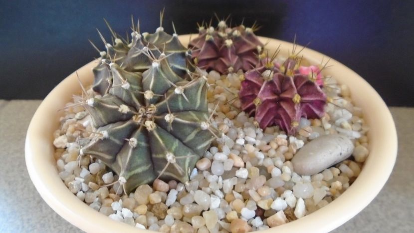 Grup de 4 Gymnocalycium friedrichii - Cactusi 2021 Gymnocalycium