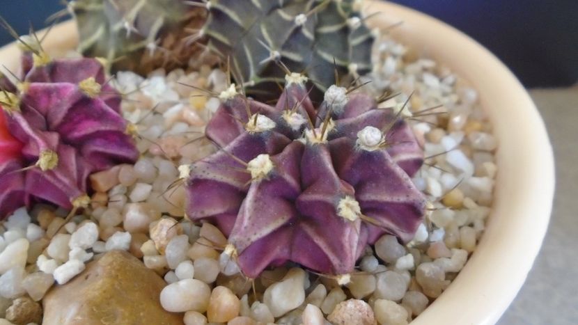 Gymnocalycium friedrichii hb. (friedrichii X LB 2178 Agua dulce) - Cactusi 2021 Gymnocalycium