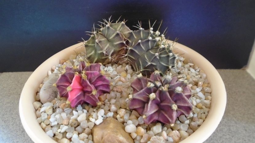 Grup de 4 Gymnocalycium friedrichii - Cactusi 2021 Gymnocalycium
