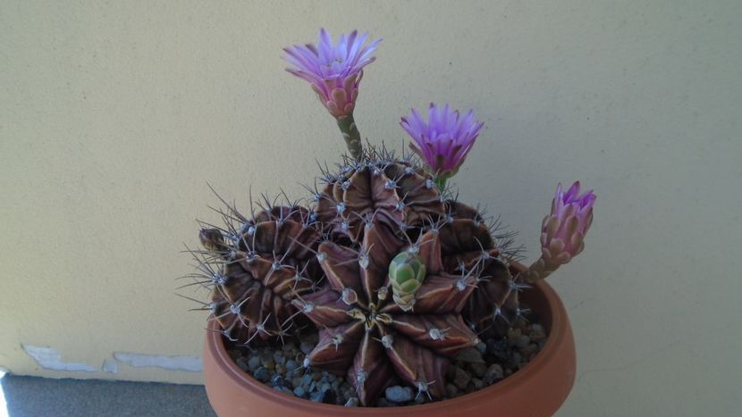 Gymnocalycium friedrichii (stenopleurum), colonie - Cactusi 2021 Gymnocalycium
