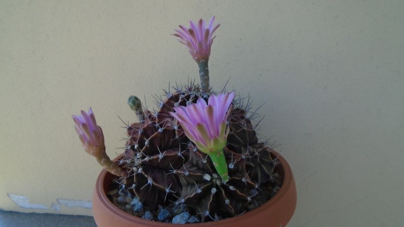 Gymnocalycium friedrichii (stenopleurum), colonie - Cactusi 2021 Gymnocalycium