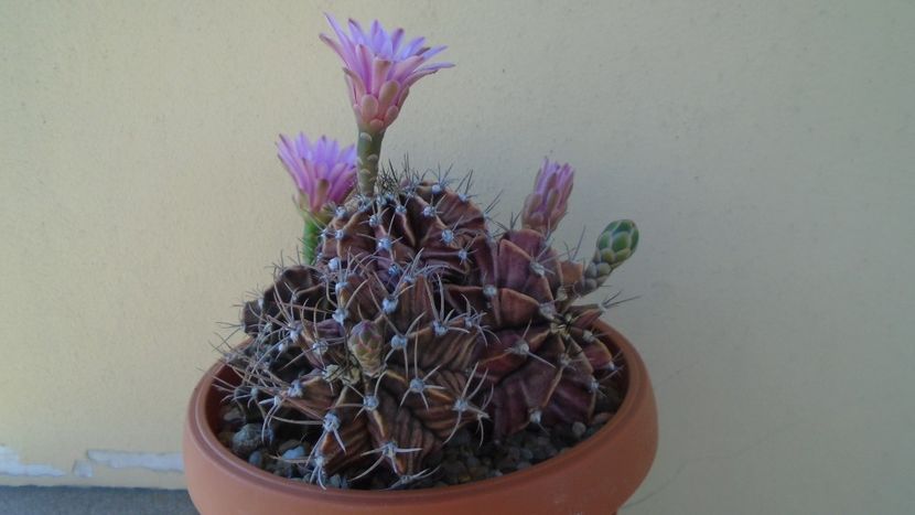 Gymnocalycium friedrichii (stenopleurum), colonie - Cactusi 2021 Gymnocalycium