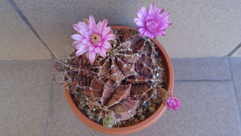 Gymnocalycium friedrichii (stenopleurum), colonie - Cactusi 2021 Gymnocalycium