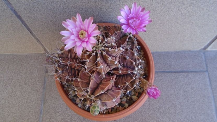 Gymnocalycium friedrichii (stenopleurum), colonie - Cactusi 2021 Gymnocalycium